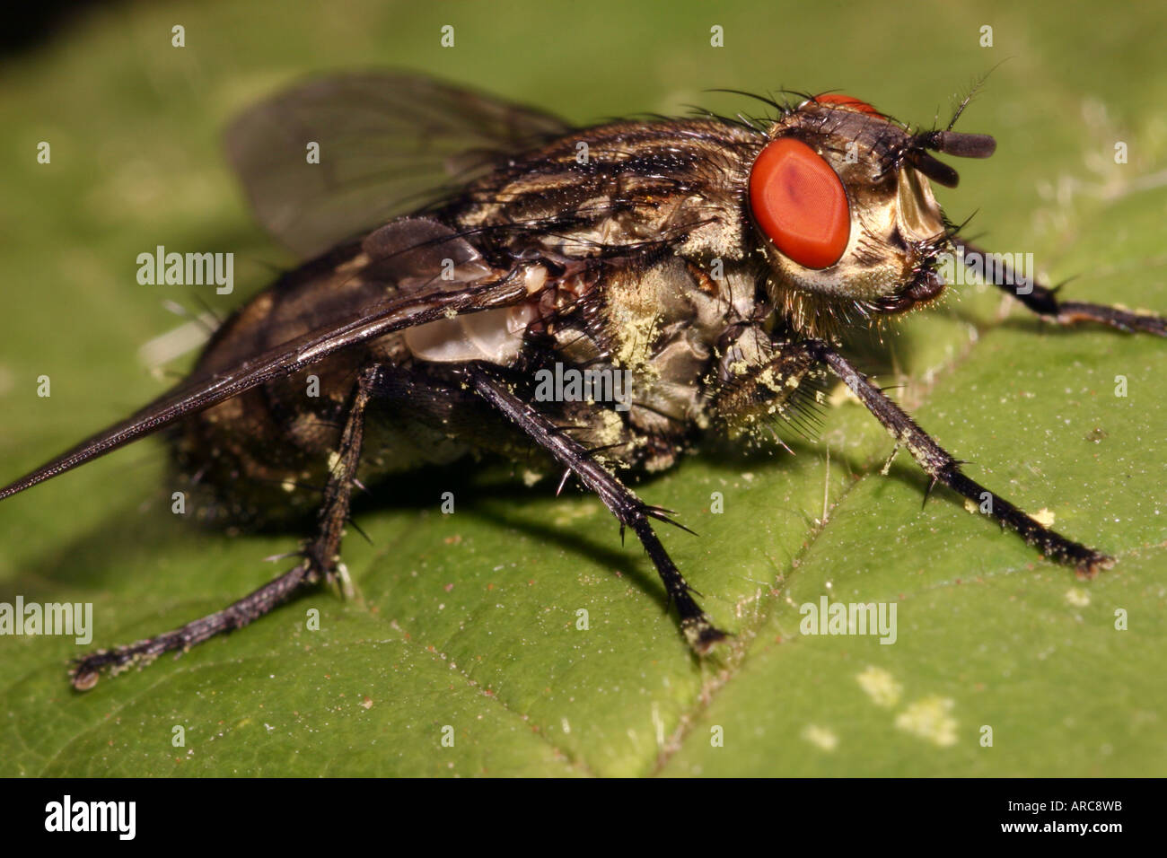 Carne Sarcophaga mosca carnaria Calliphoridae mostra il colore rosso brillante occhi composti REGNO UNITO Foto Stock