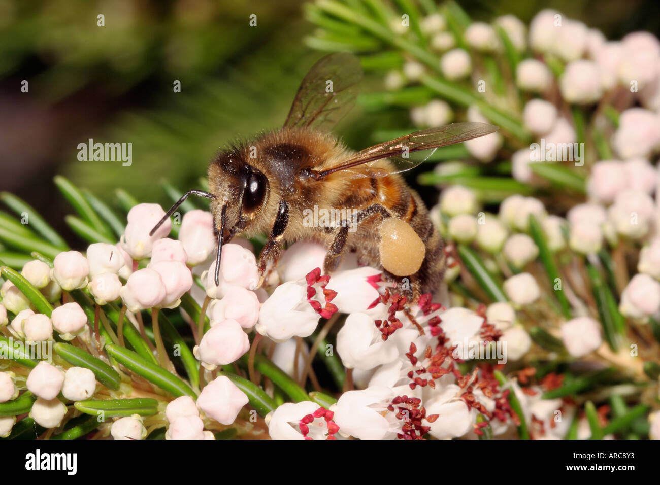 Honeybee Apis mellifera con il polline ceste ben riempito sul Cornish heath Erica vagans REGNO UNITO Foto Stock