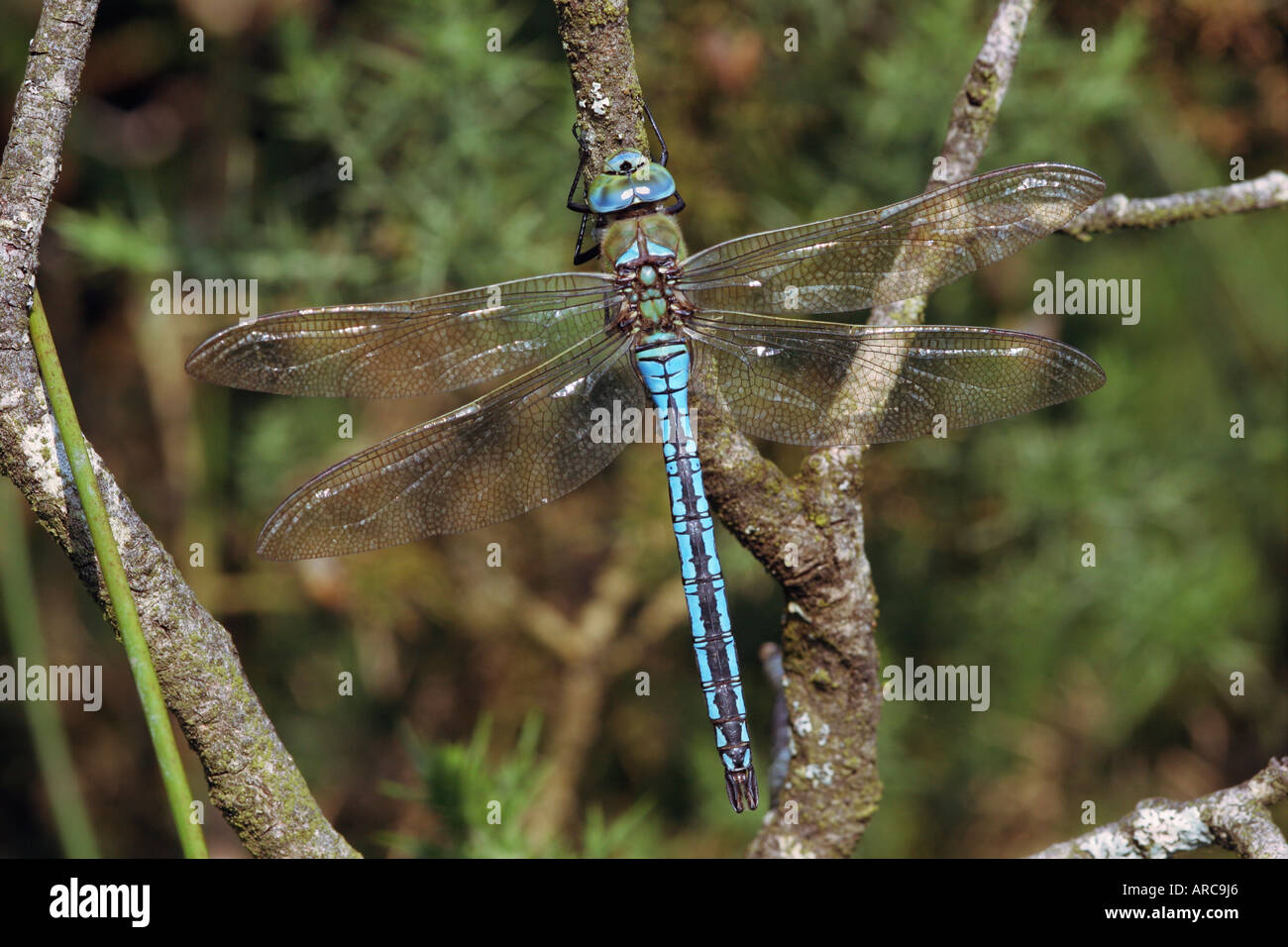 L'imperatore libellula Anax imperator maschio UK Foto Stock