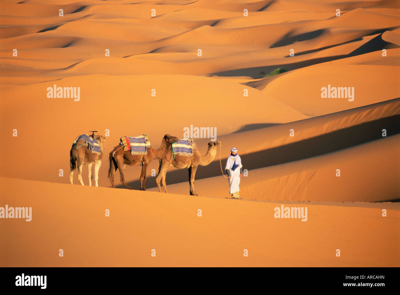 Guida del cammello e cammelli, ondulate dune di sabbia di Erg Chebbi dune Mare e deserto del Sahara, vicino a Merzouga, Marocco, Africa del Nord Foto Stock