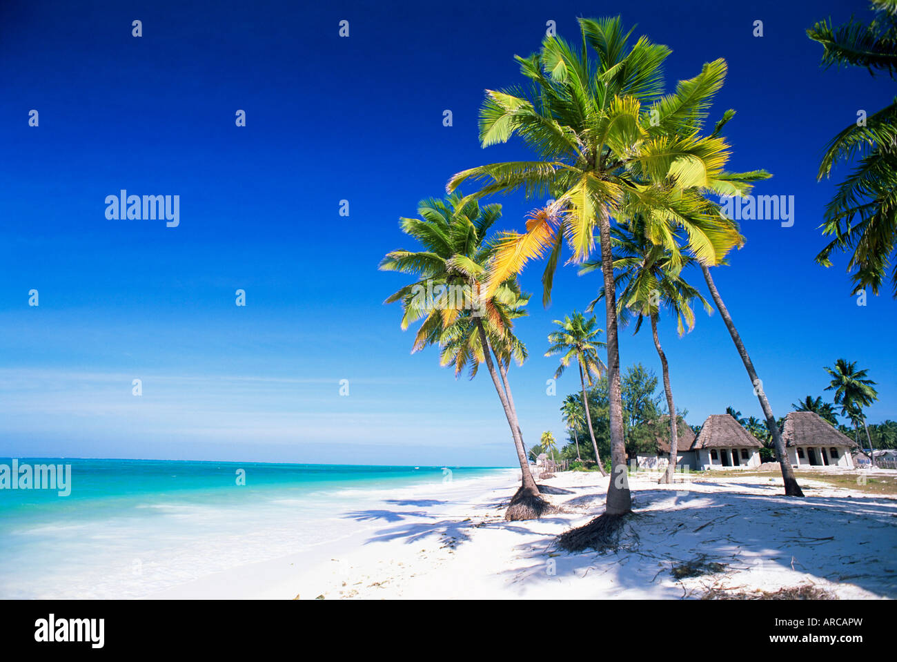 Gli alberi di palma, spiaggia di sabbia bianca e Oceano Indiano, Jambiani, isola di Zanzibar, Tanzania, Africa orientale, Africa Foto Stock