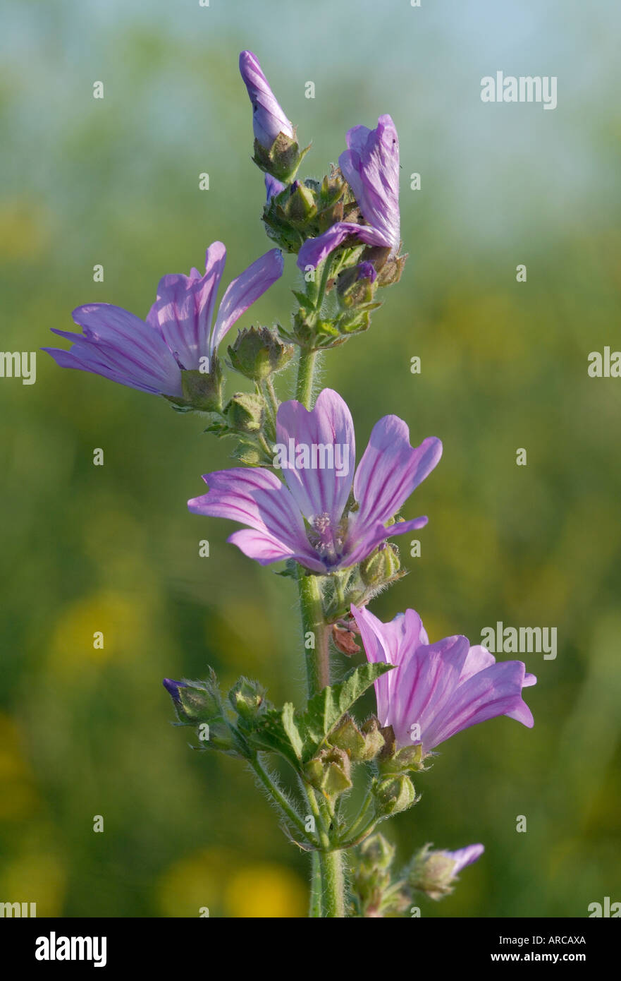 Fiori di comune Malva Malva Sylvestris Pegwell Bay Ramsgate Kent Foto Stock