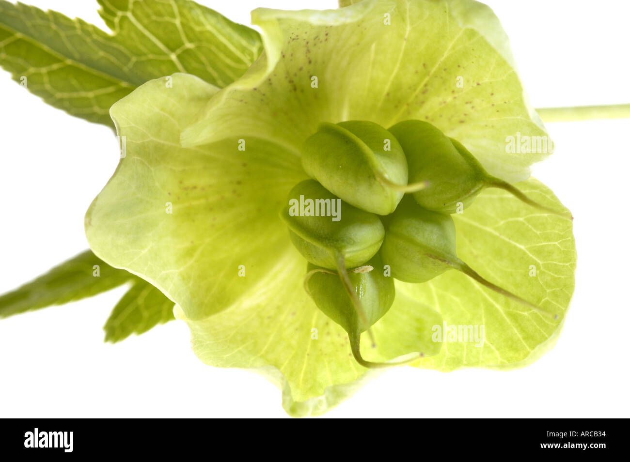 Helleborus viridis Gruene Nieswurz Baerenfuß Veratro verde Foto Stock