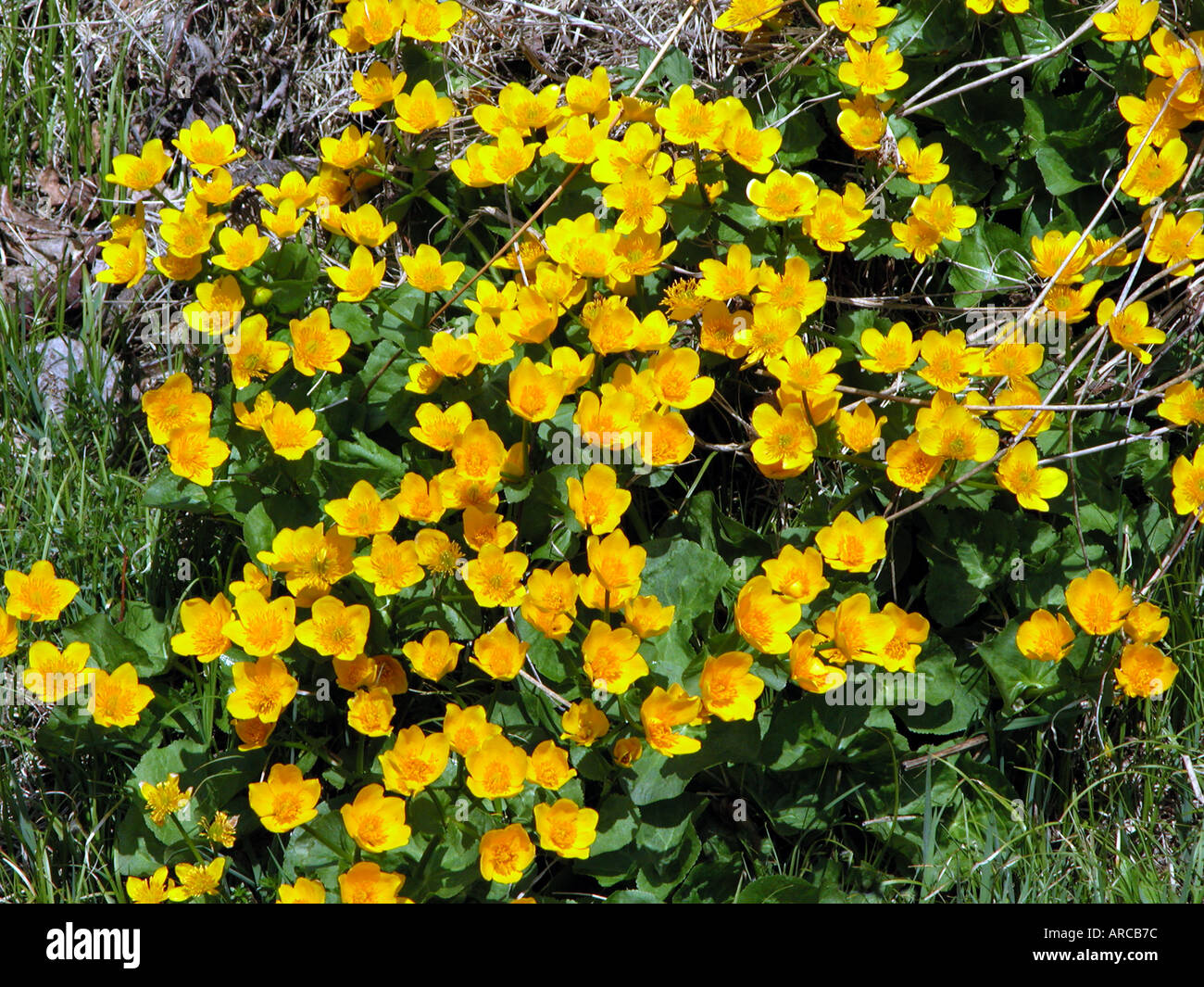 Marsh marigold Caltha palustris Sumpfdotterblume dotterblume Cowflock Cowslip Kingcup Foto Stock