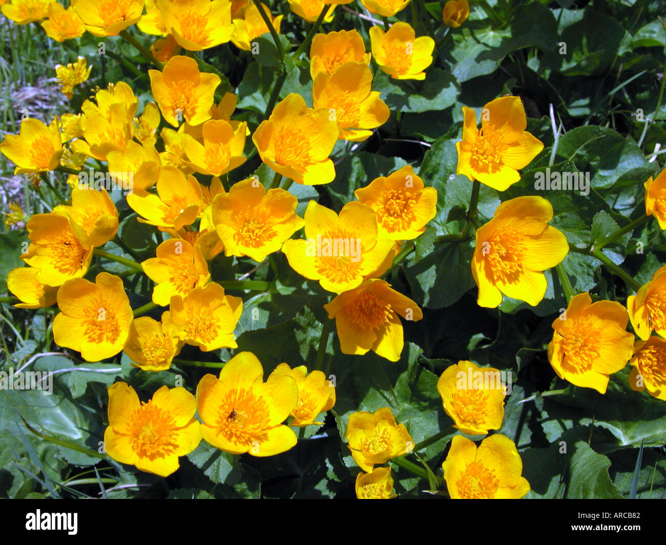 Marsh marigold Caltha palustris Sumpfdotterblume dotterblume Cowflock Cowslip Kingcup Foto Stock