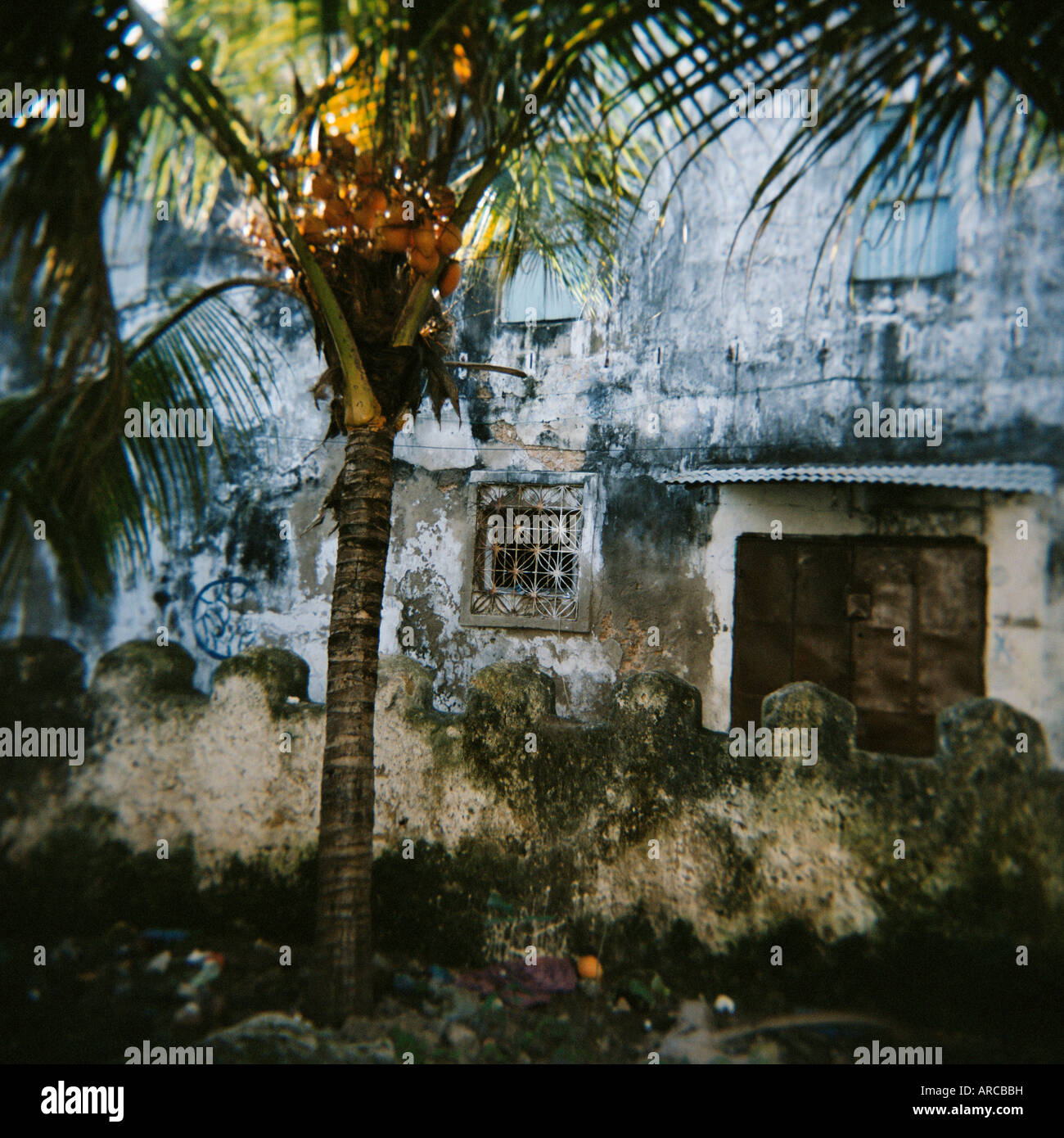 Palm Tree e vecchie mura, Stone Town Zanzibar, Tanzania, Africa orientale, Africa Foto Stock