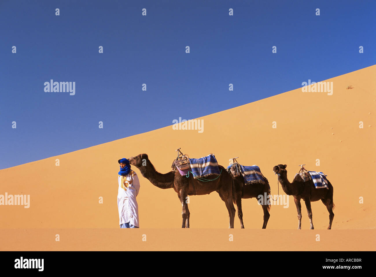 Berber camel leader con tre cammelli in Erg Chebbi dune di sabbia del deserto del Sahara, vicino a Merzouga, Marocco, Africa Settentrionale, Africa Foto Stock