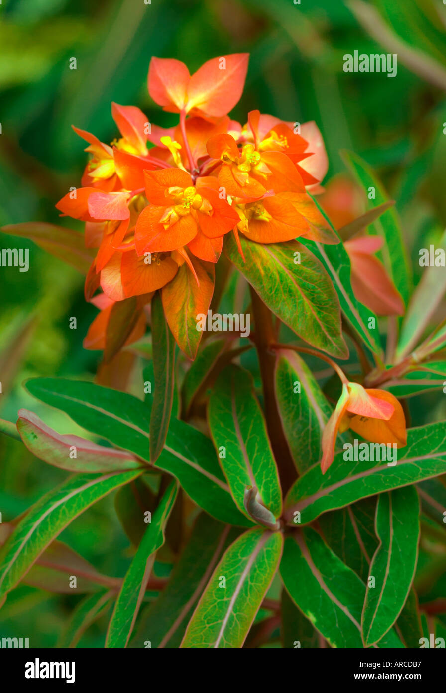 Euphorbia Griffithii Fireglow close up di fiori di testa con rugiada di mattina Foto Stock