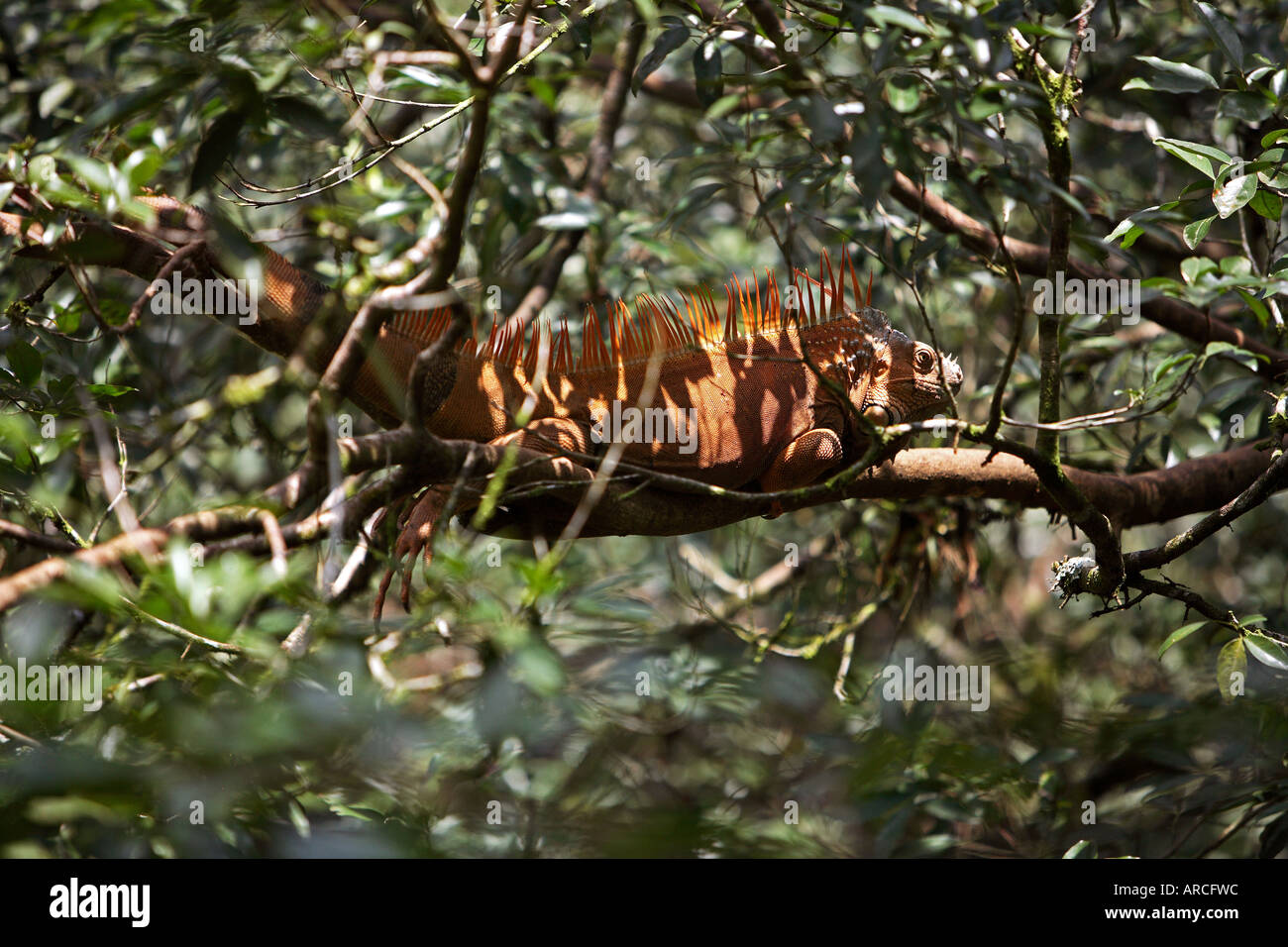 Maschio iguana verde in arancione muta in appoggio in treetop, mostrando spine sul retro, Costa Rica, America Centrale Foto Stock