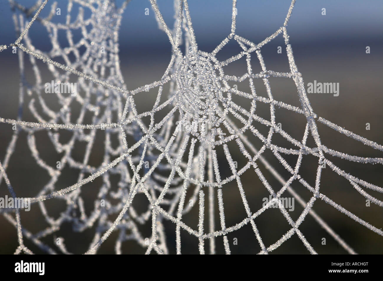 Hoarfrosted spider web Foto Stock