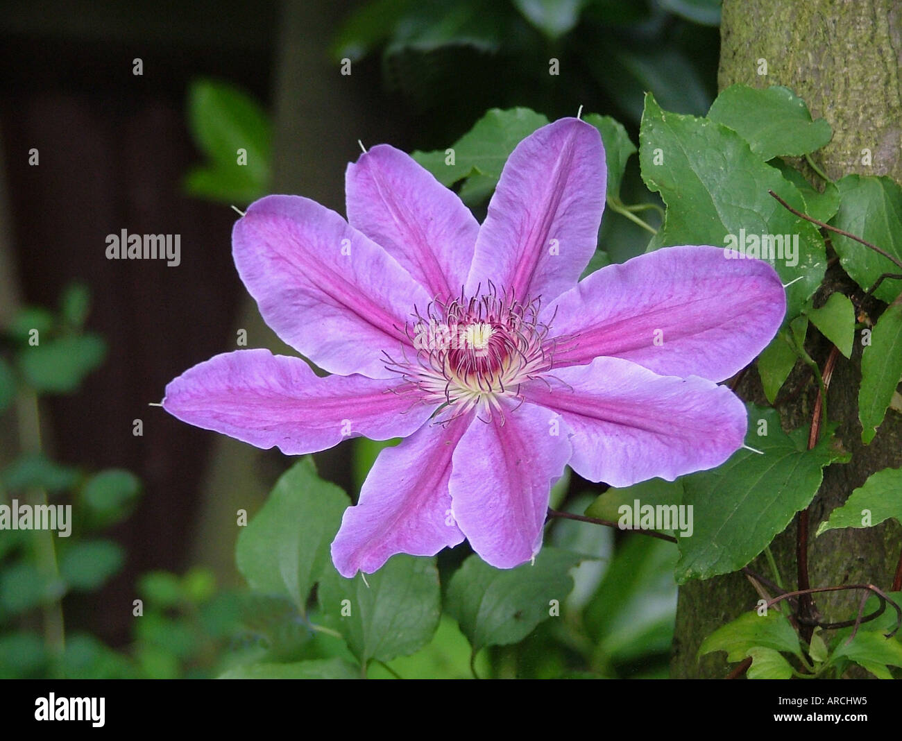 Clematis, Corno di Abbondanza Foto Stock