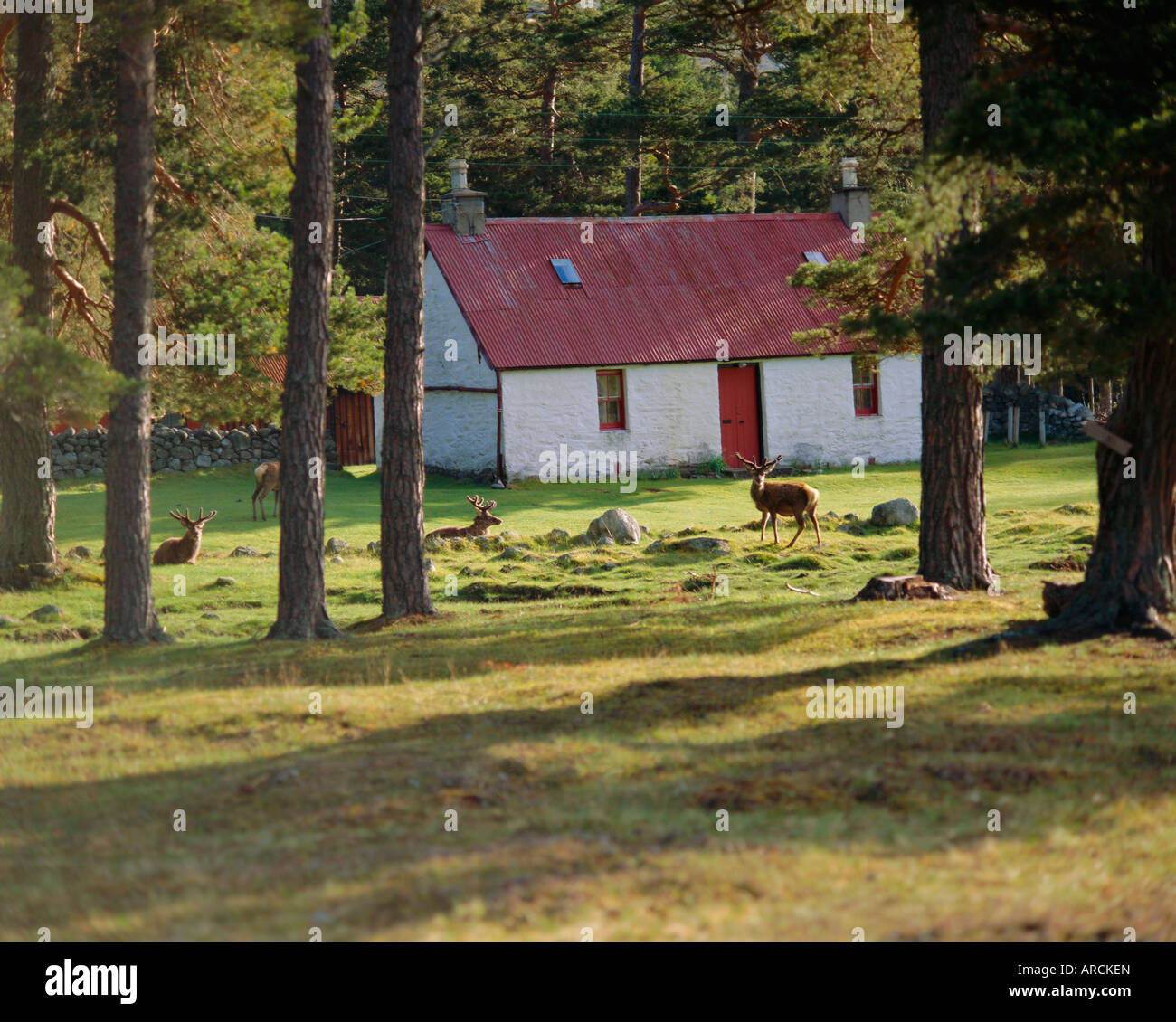 House e il Deer tra alberi, il Grampians, Scozia, Regno Unito, Europa Foto Stock