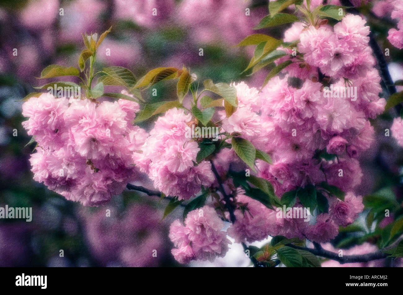 Profumati lillà in fiore Foto Stock