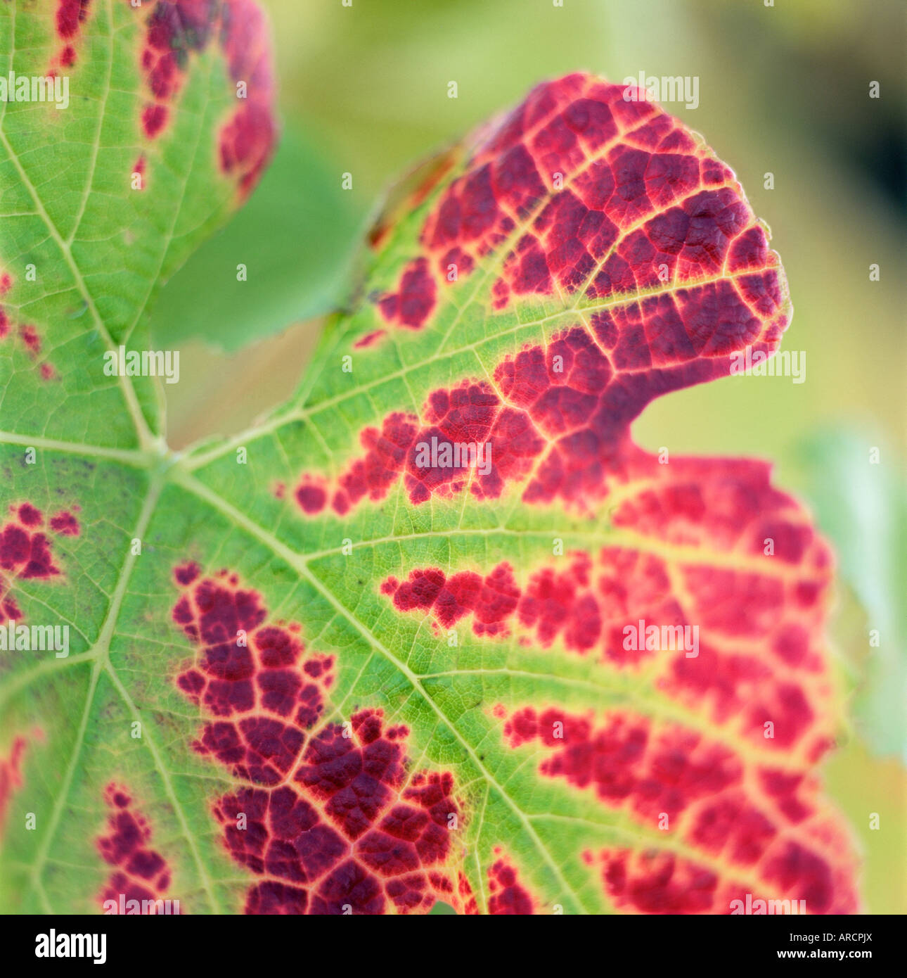 Close-up di una foglia di vite in autunno Foto Stock