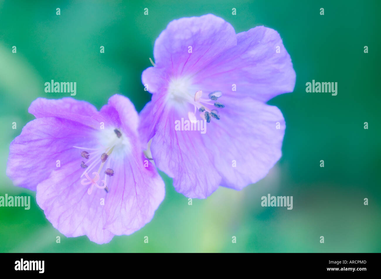Due blu fiori di geranio Foto Stock