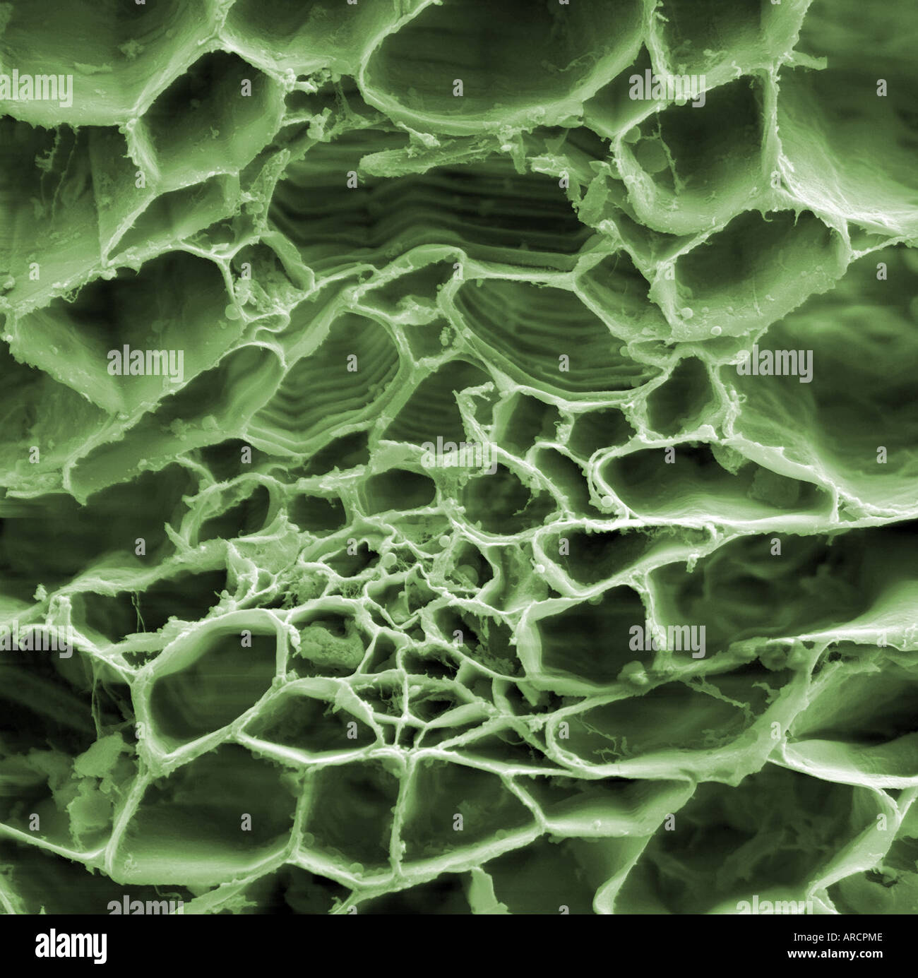 Alto ingrandimento al microscopio elettronico a scansione immagine di un tradescantia (Virginia spiderwort) Foto Stock