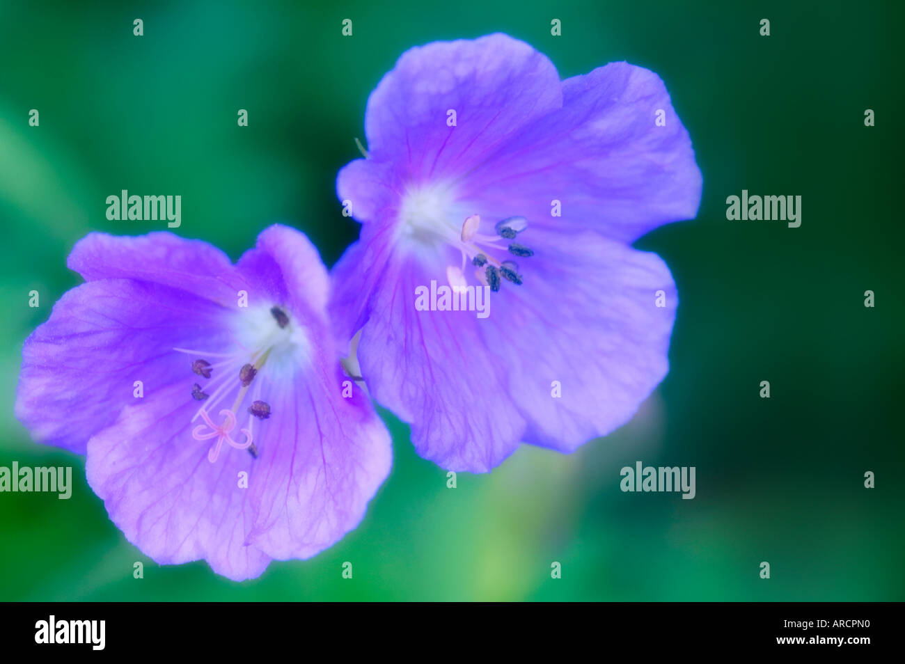 Due blu fiori di geranio Foto Stock
