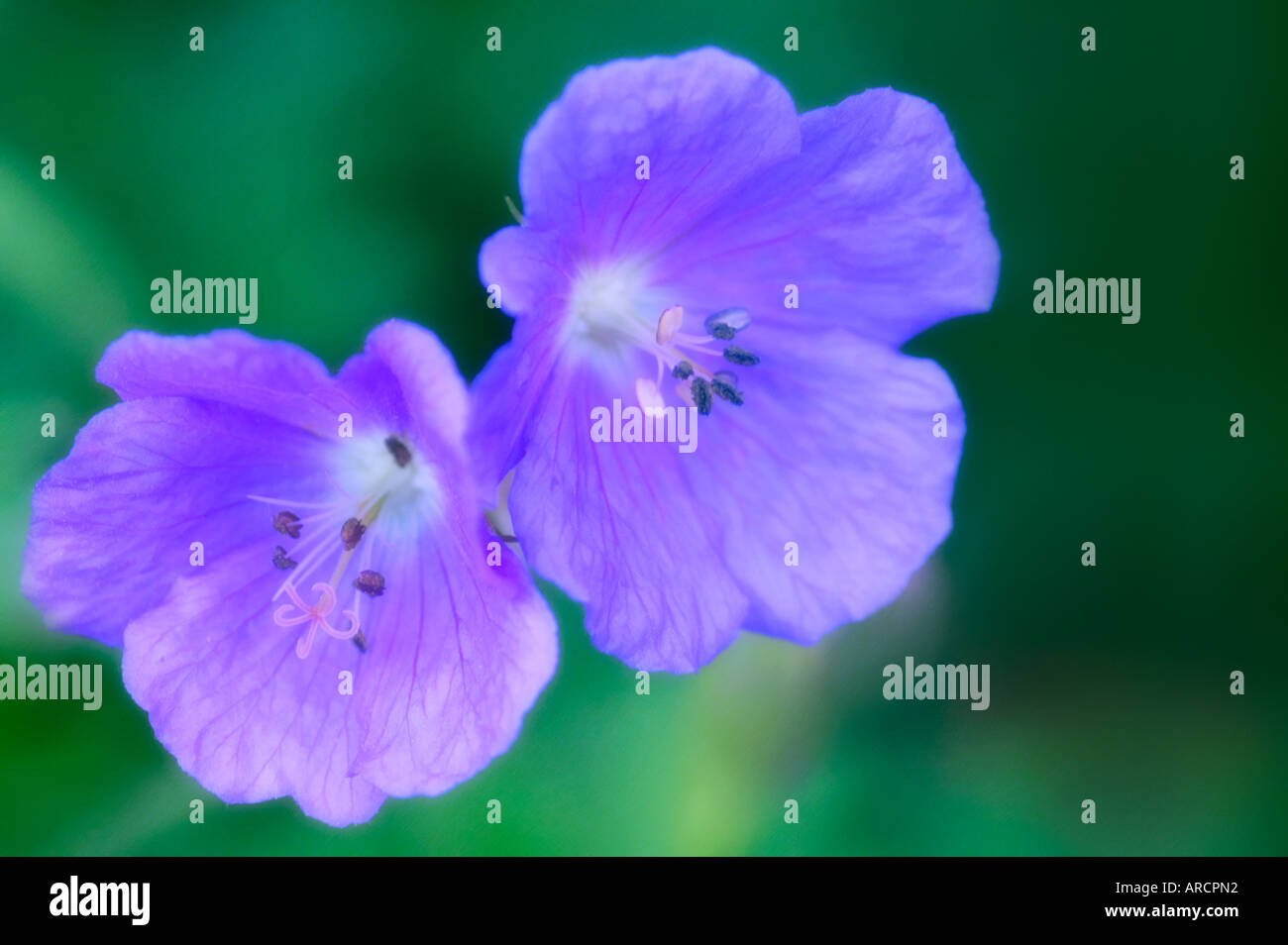 Due blu fiori di geranio Foto Stock