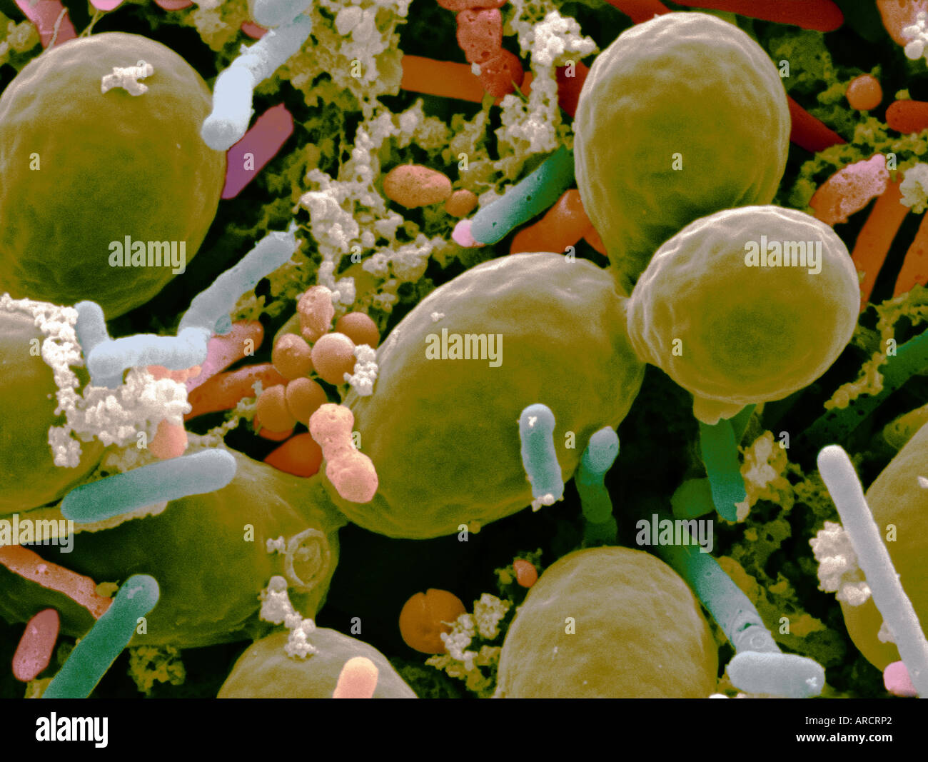 Una micrografia al microscopio elettronico a scansione (SEM) che mostra i microrganismi in crauti. Foto Stock
