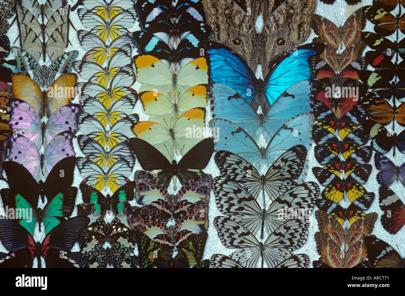 Una collezione vittoriana di farfalle esotiche Foto Stock