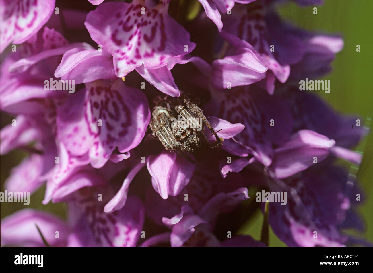 Piccolo Wolf Spider Lycosa pullata in Marsh Orchid Foto Stock