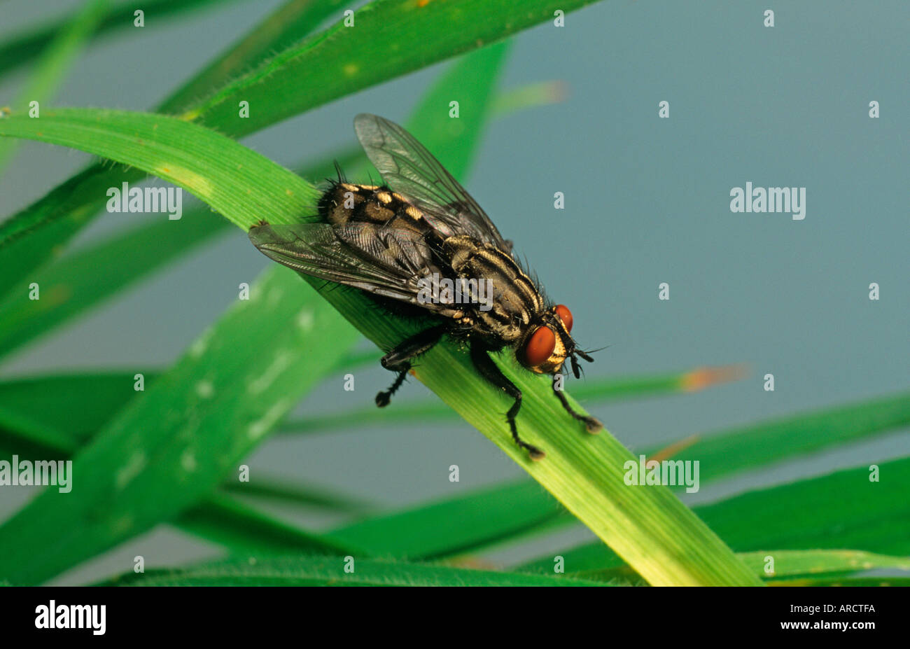 Tachinid Fly Phyrxs vulgaris Foto Stock