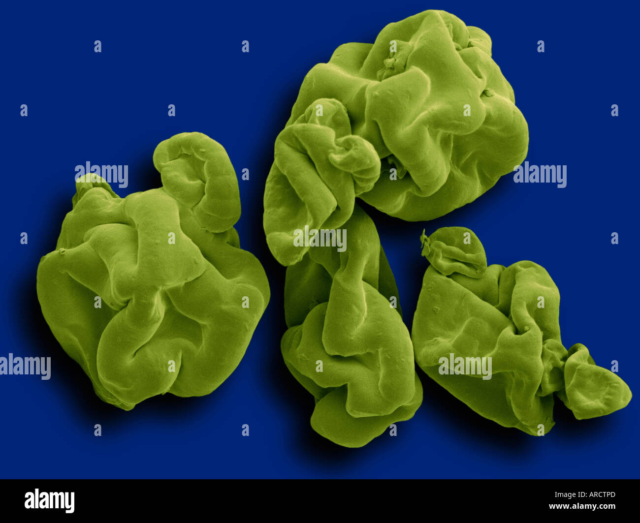 Una micrografia al microscopio elettronico a scansione (SEM) di essiccato a spruzzo Spirulina (arthrospira platensis) polvere utilizzata come un integratore alimentare. Foto Stock