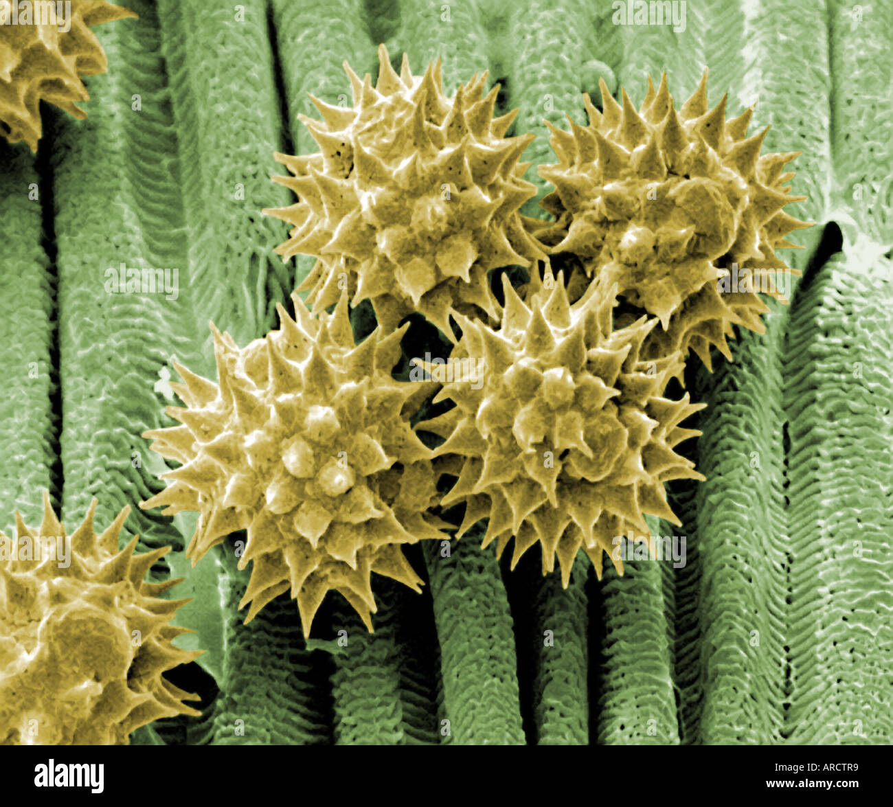I grani di polline di margherita (Bellis perennis) giacente sulla superficie di un petalo di fiore. Falso colore SEM. Foto Stock