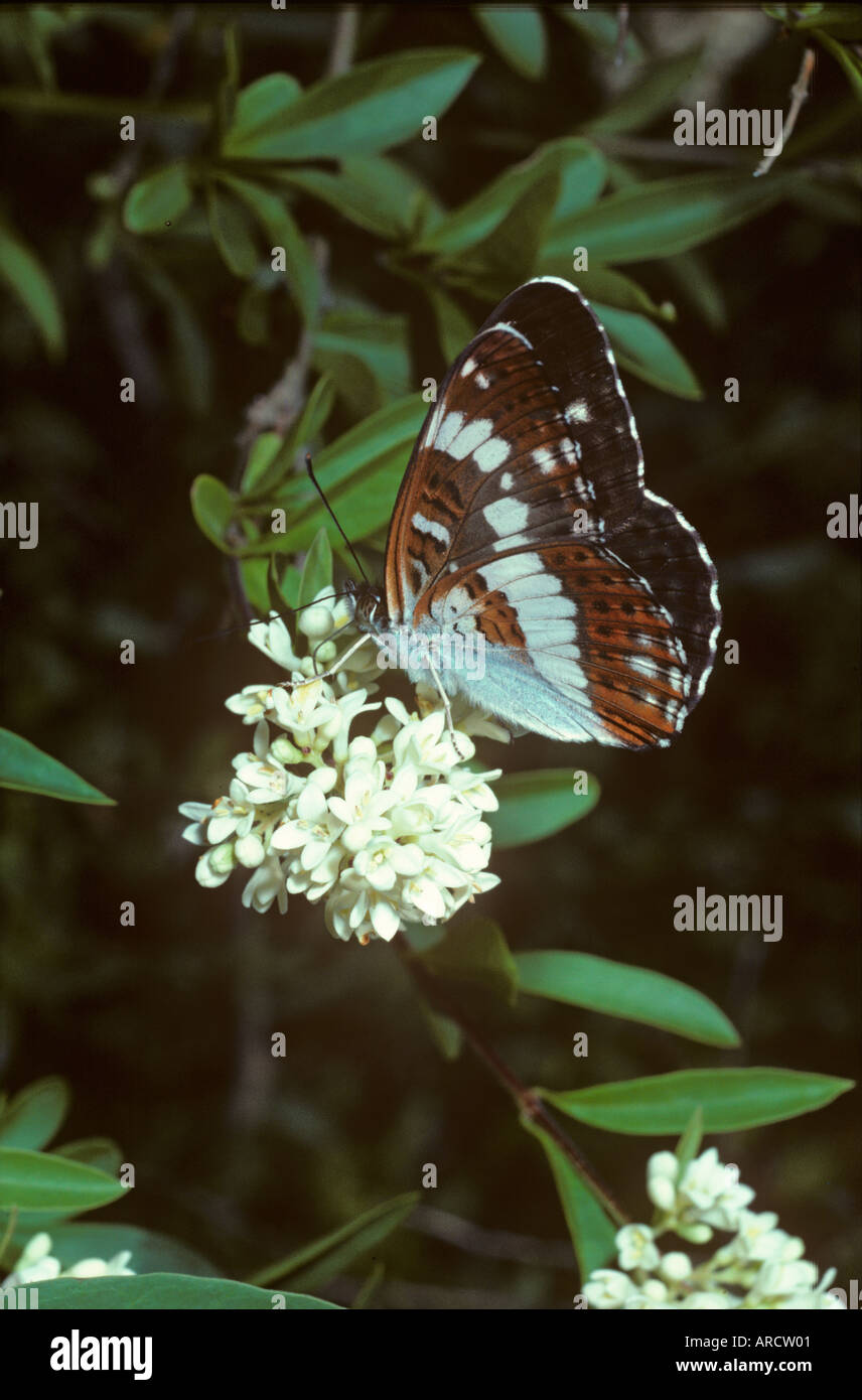 White Admiral Ladoga camilla Foto Stock