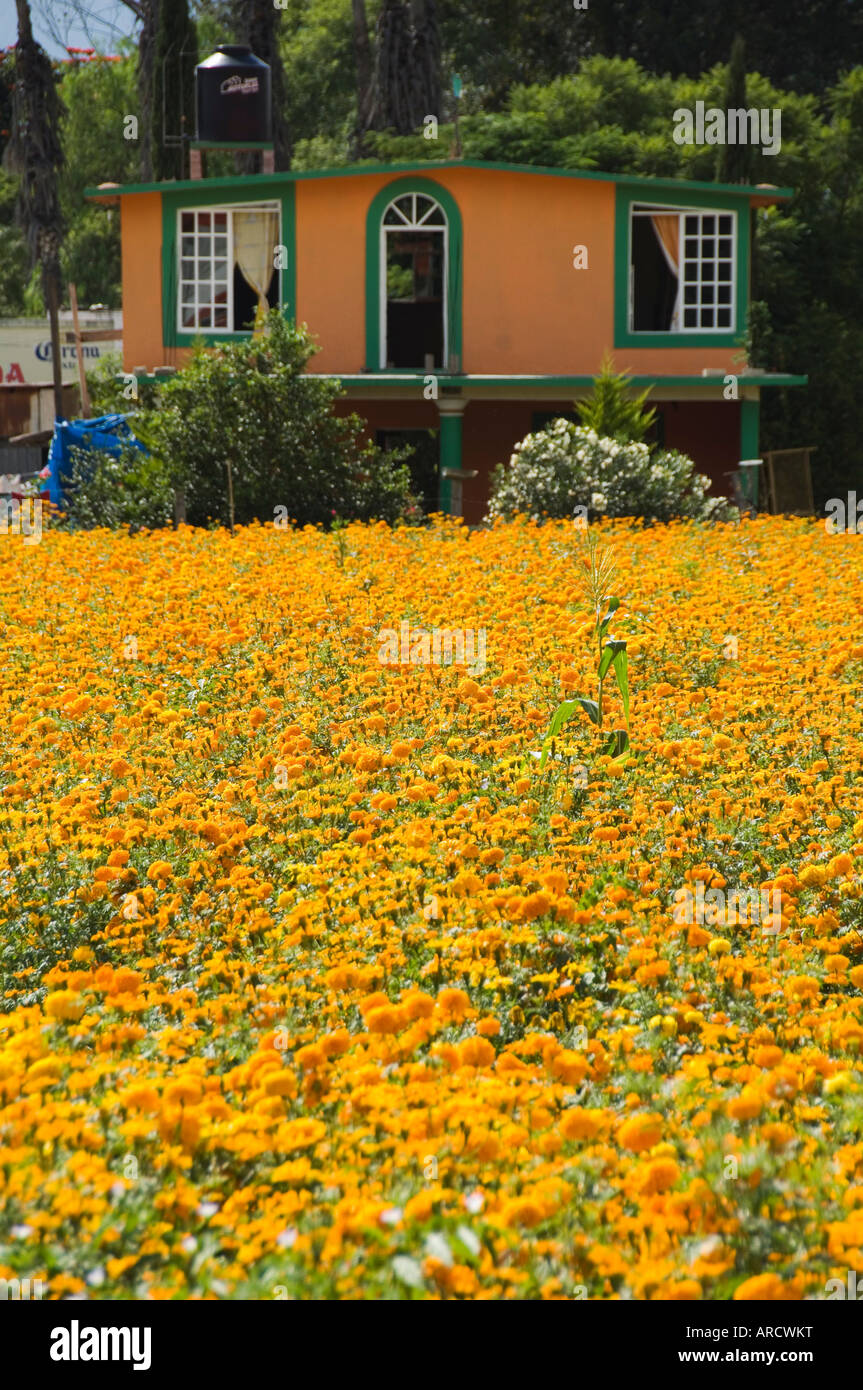 Fiori coltivati per il giorno dei morti, Oaxaca, Messico, America del Nord Foto Stock