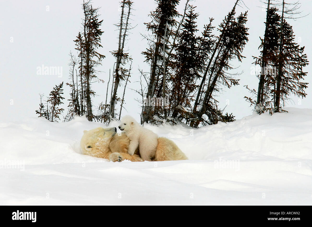 Orso polare e mom cub mettetevi comodi, Wapusk NP, northern Ontario, Canada Foto Stock