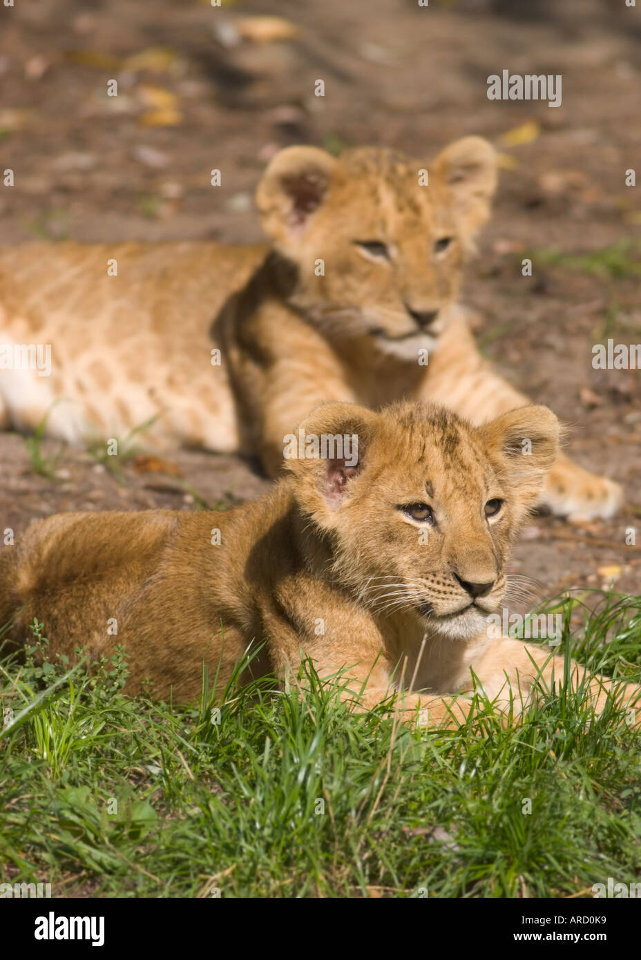 Due 12 settimane vecchio leone cubs (panthera leo) giacente sotto il sole Foto Stock