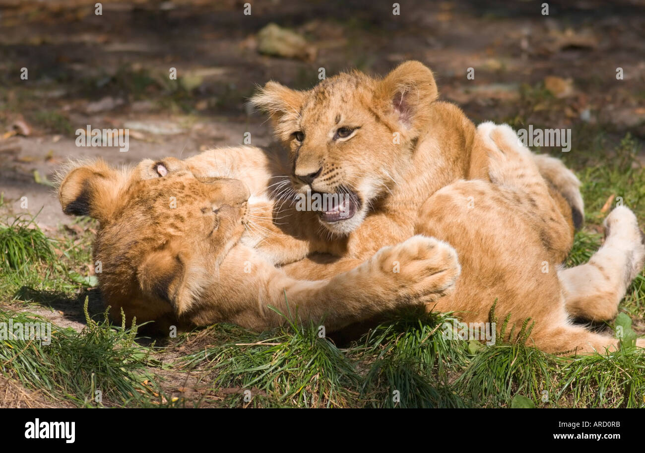 Due 14 settimane bambino maschio Lions (panthera leo) giocando in Muenster zoo Foto Stock