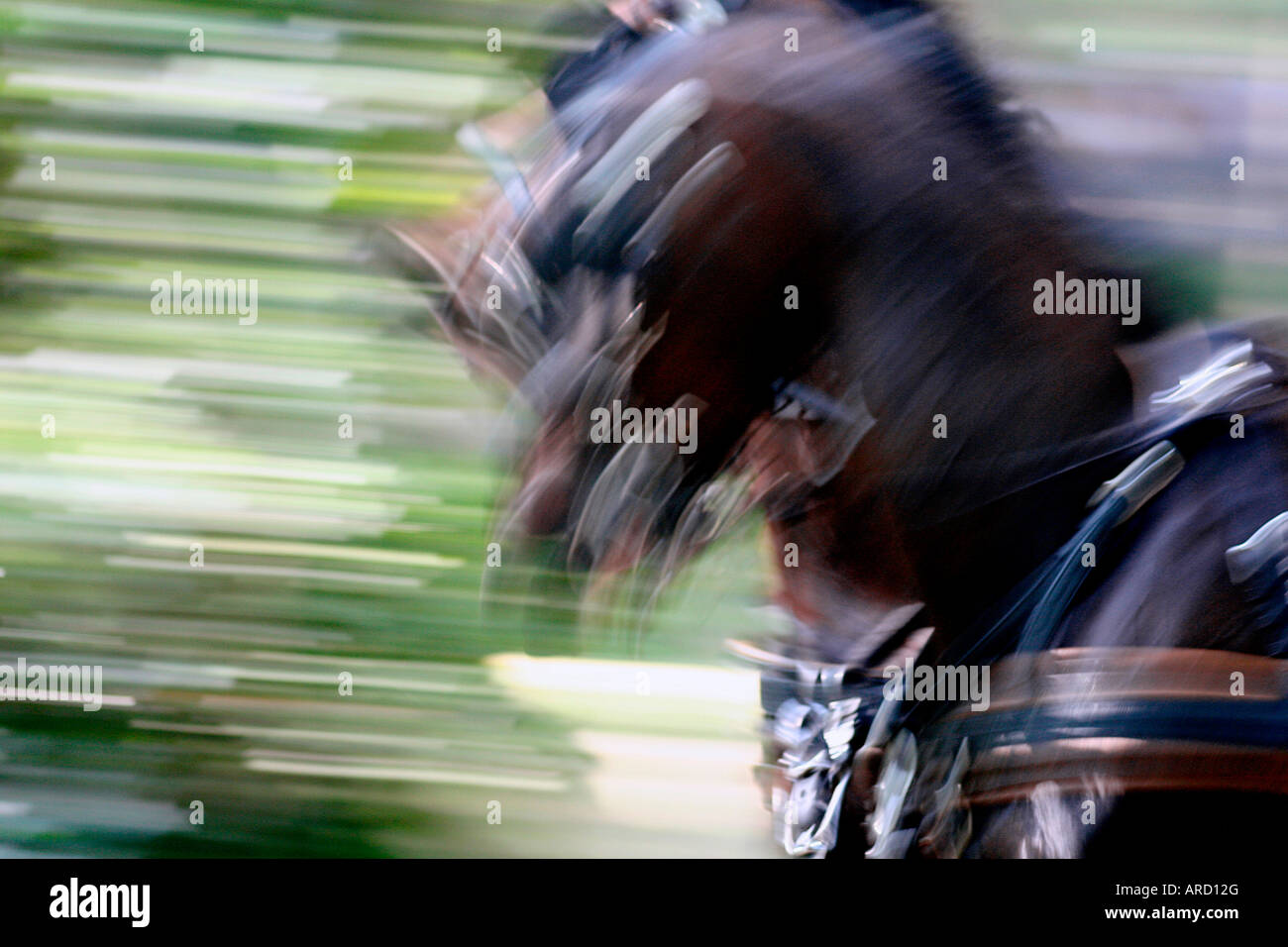 Una coppia di cavalli a piena velocità durante un concorso di guida Foto Stock