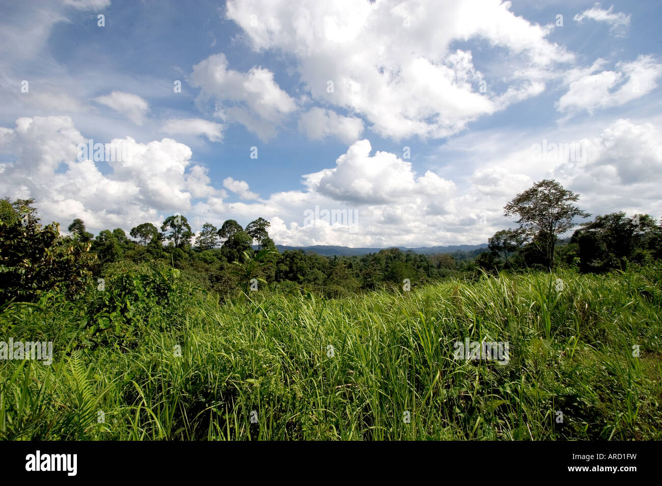 Foresta primaria in Malesia Foto Stock