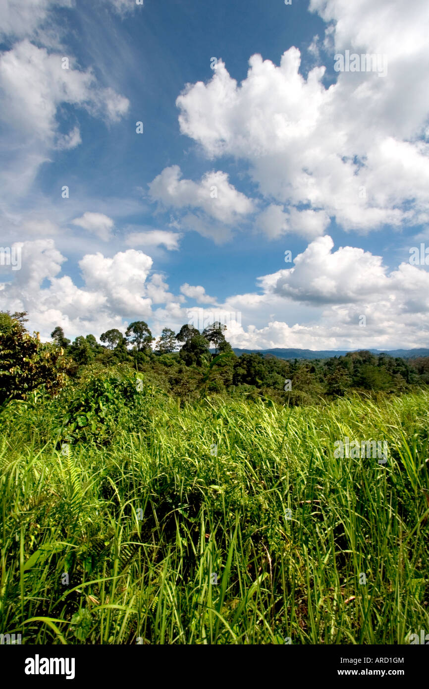 Foresta primaria in Malesia Foto Stock