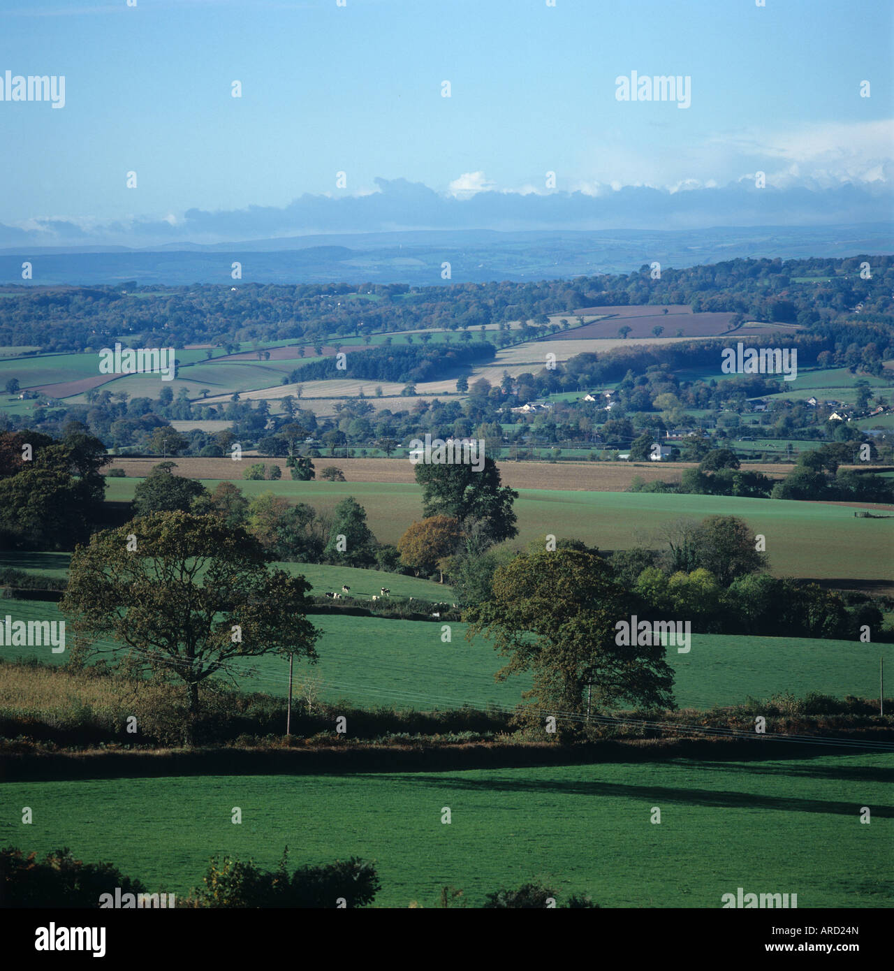 Mid Devon terreni agricoli in autunno gli alberi di Pascoli incolti i campi edifici guardando verso Dartmoor Foto Stock