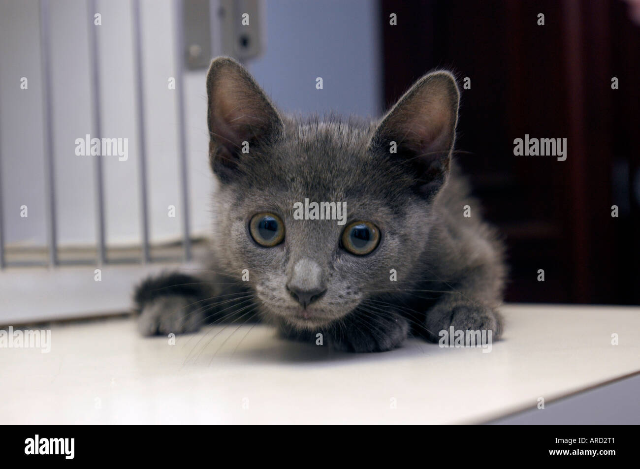 Città Critters cat Organizzazione del salvataggio soccorse i gatti in adozione Foto Stock