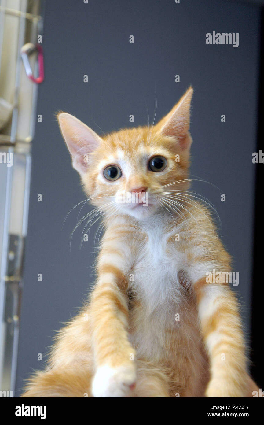 Città Critters cat Organizzazione del salvataggio soccorse i gatti in adozione Foto Stock
