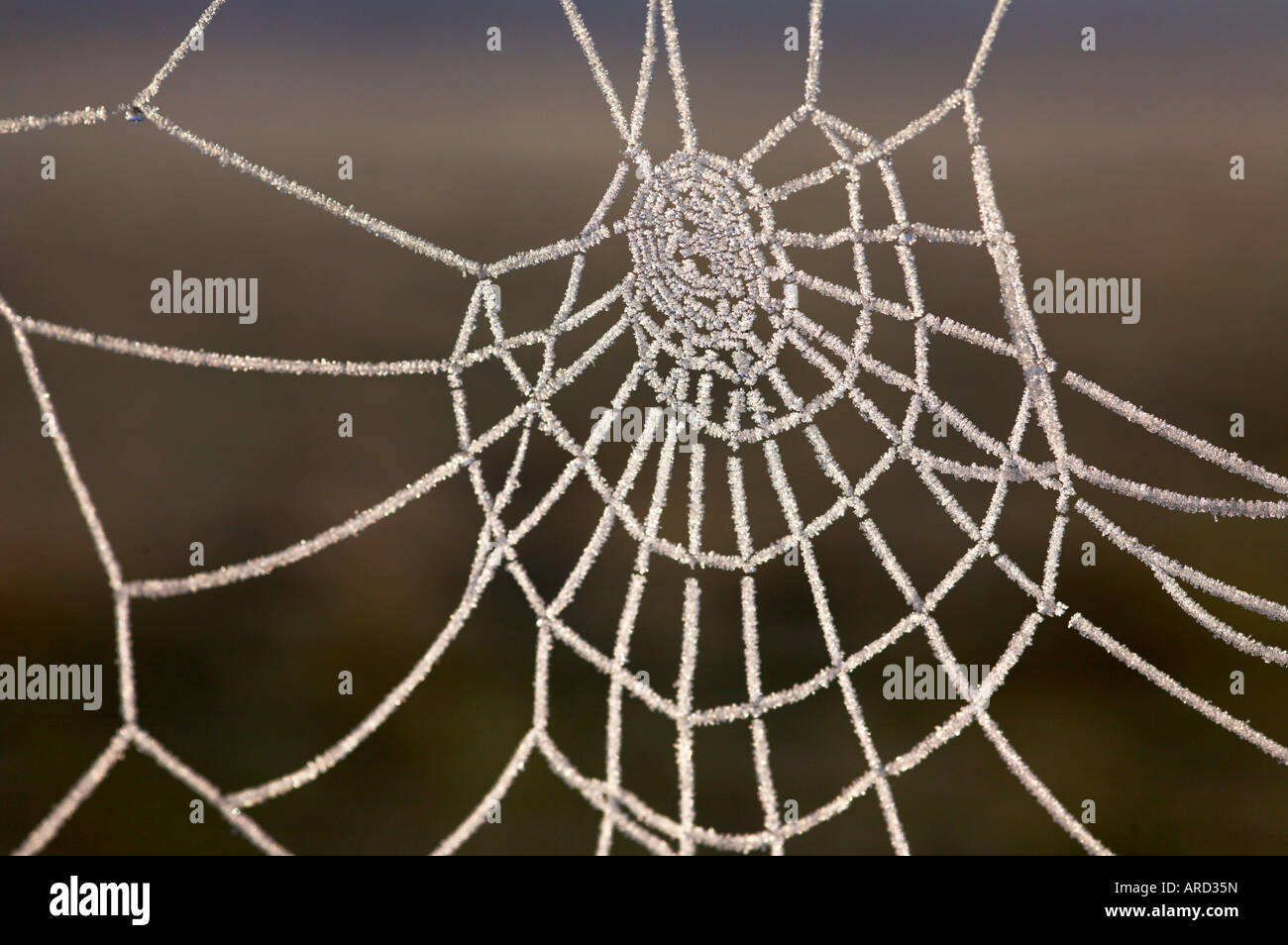 Hoarfrosted spider web Foto Stock