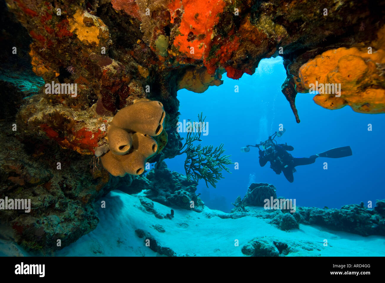 Subacqueo con telecamera subacquea a sbalzo Yucab Reef divesite Cozumel Messico Foto Stock