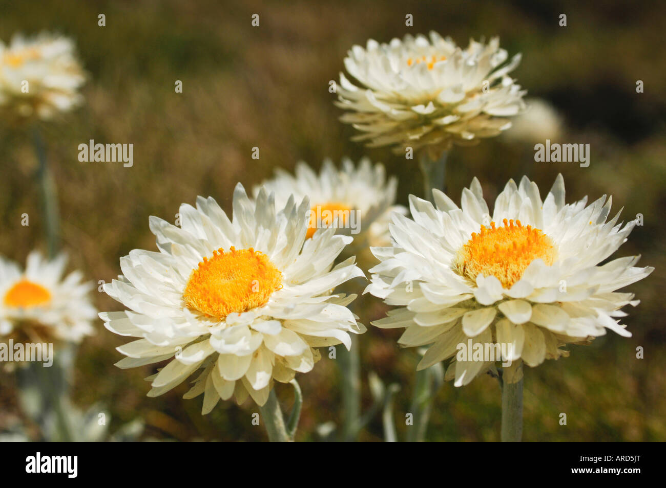 Alpine Leucochrysum Sunray albicans montagne innevate del Nuovo Galles del Sud Australia Foto Stock