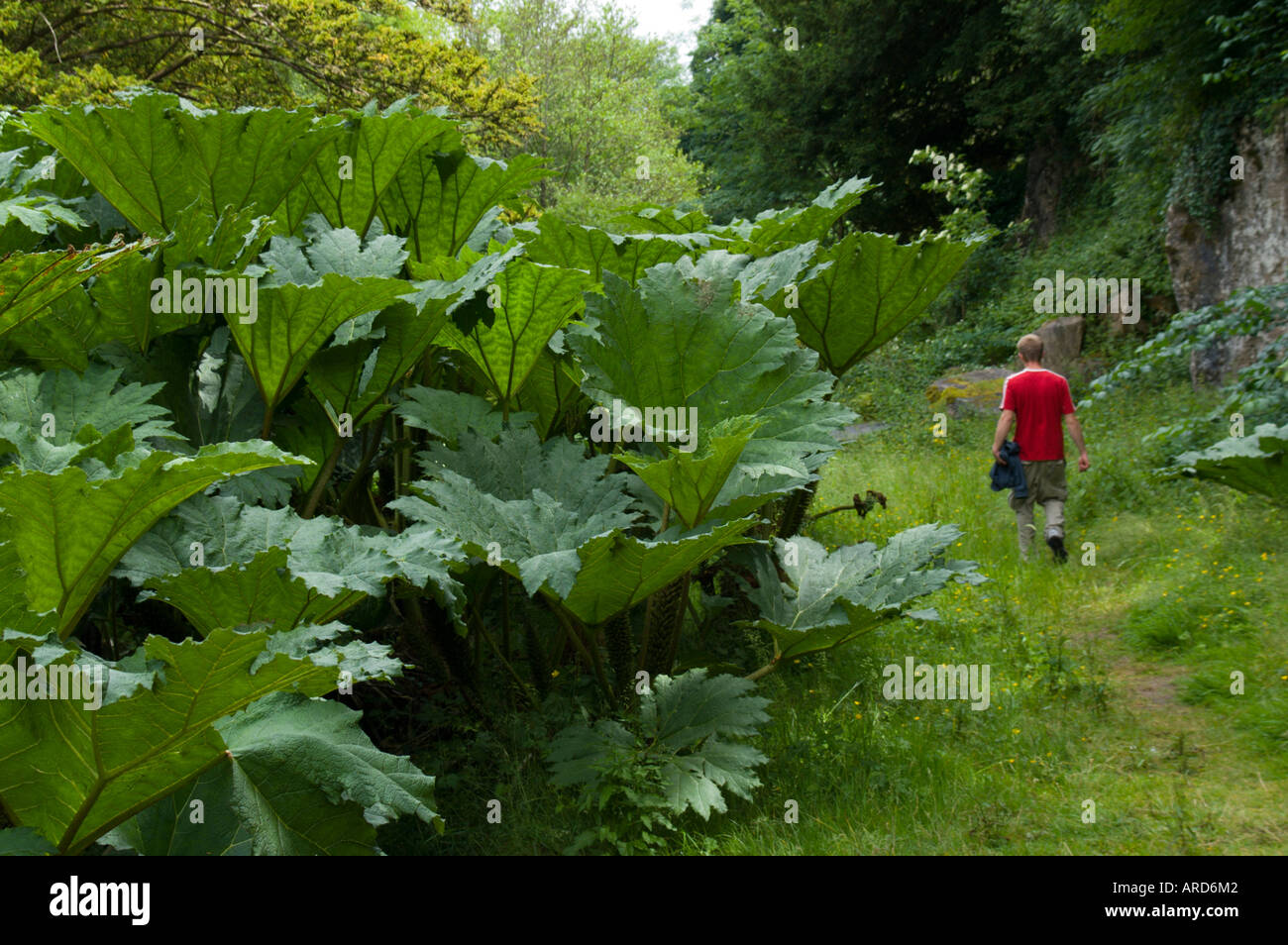 Sud ovest Irlanda West Cork Gunnera manicata impianti giganteschi in giardini Rockclose Foto Stock