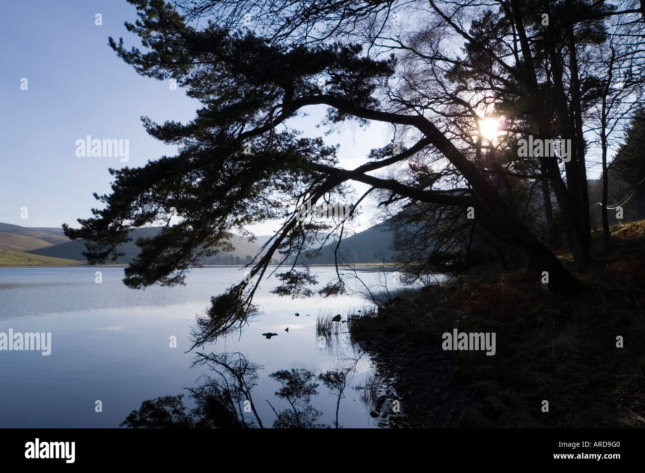 St Mary's Loch confini scozzesi tra Moffat e Selkirk in inverno Foto Stock