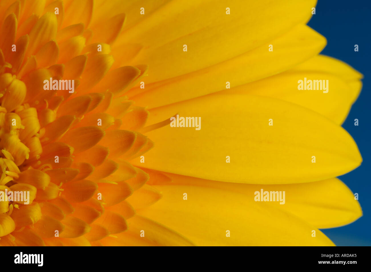 Close up dei petali di un giallo fiore di gerbera Foto Stock