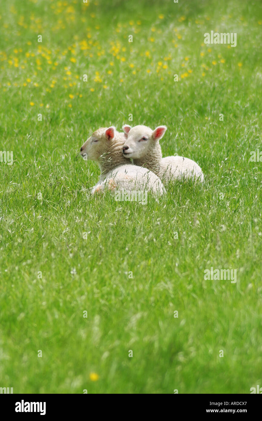 Due agnelli in un campo Foto Stock