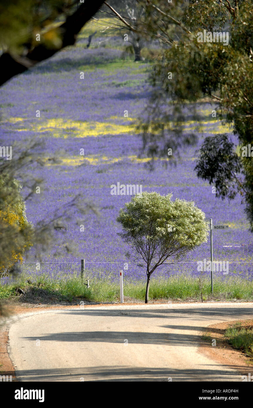 Una strada di campagna si snoda passato un campo di porpora Pattersons maledizione vicino a York in Australia Occidentale Foto Stock
