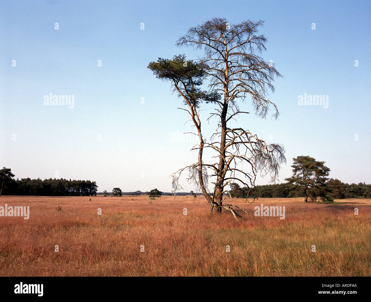 Hoge Veluwe, Nationalpark, Foto Stock