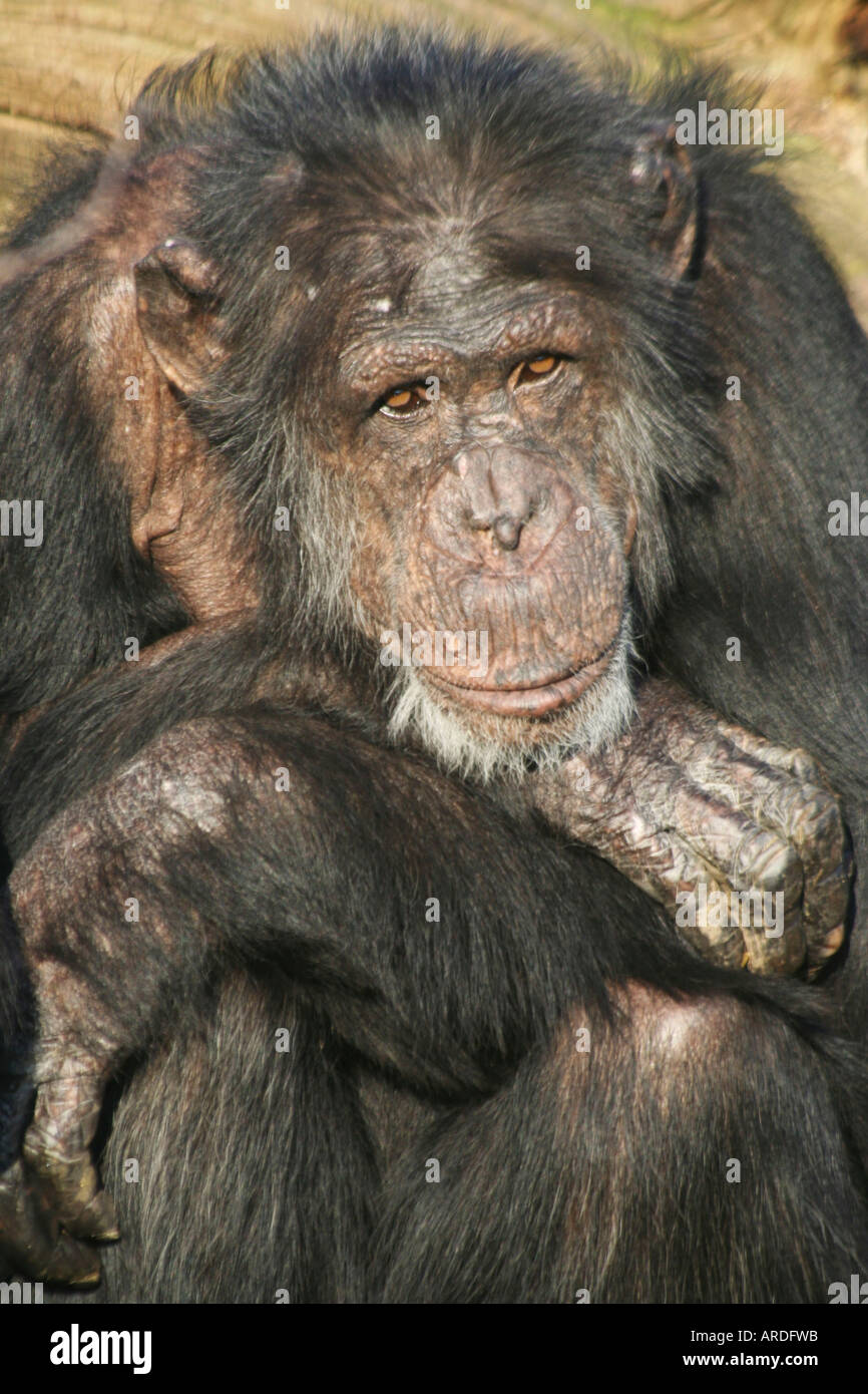 Vecchio scimpanzé maschi Foto Stock