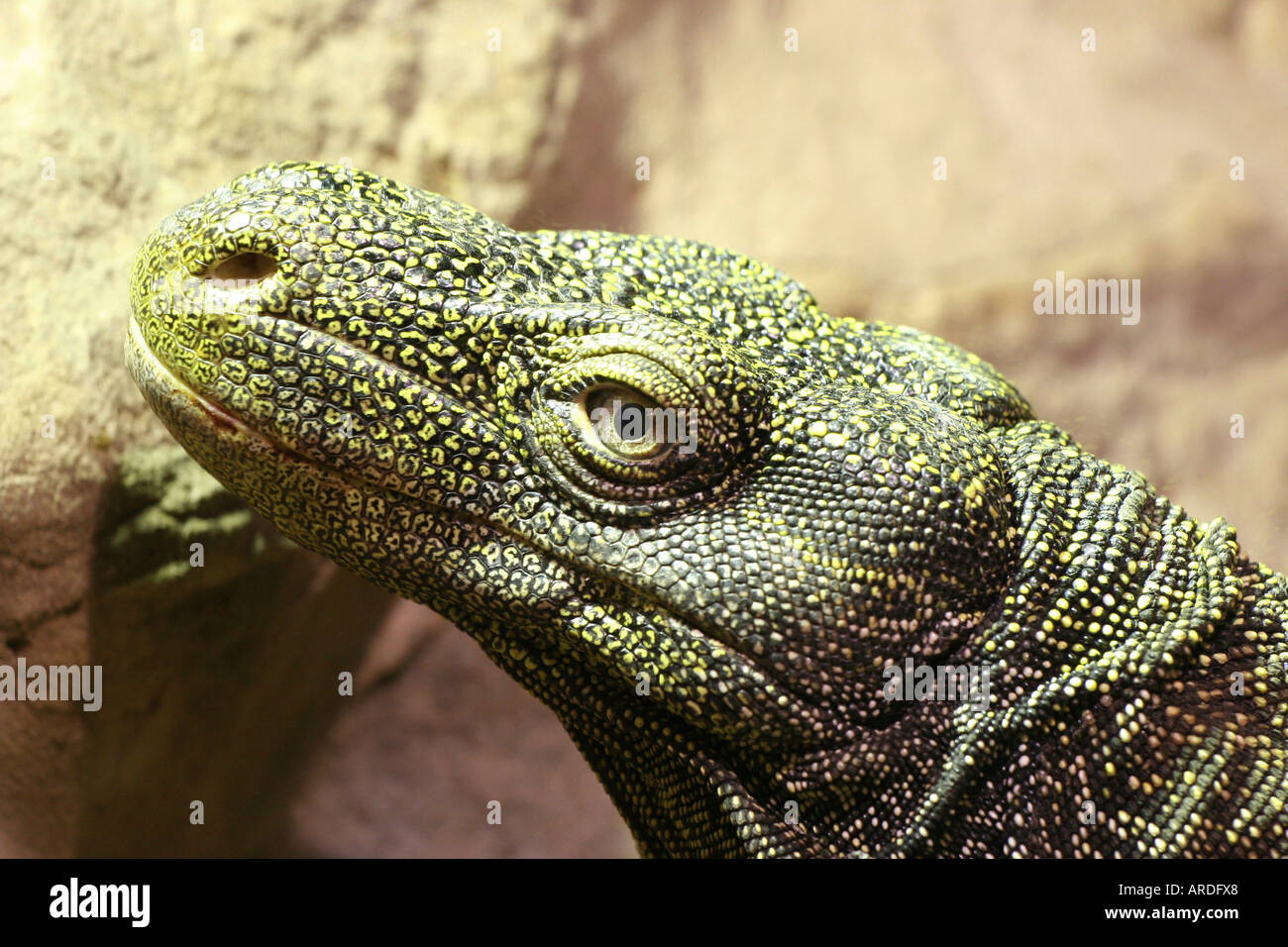 Coccodrillo lucertola Monitor Foto Stock